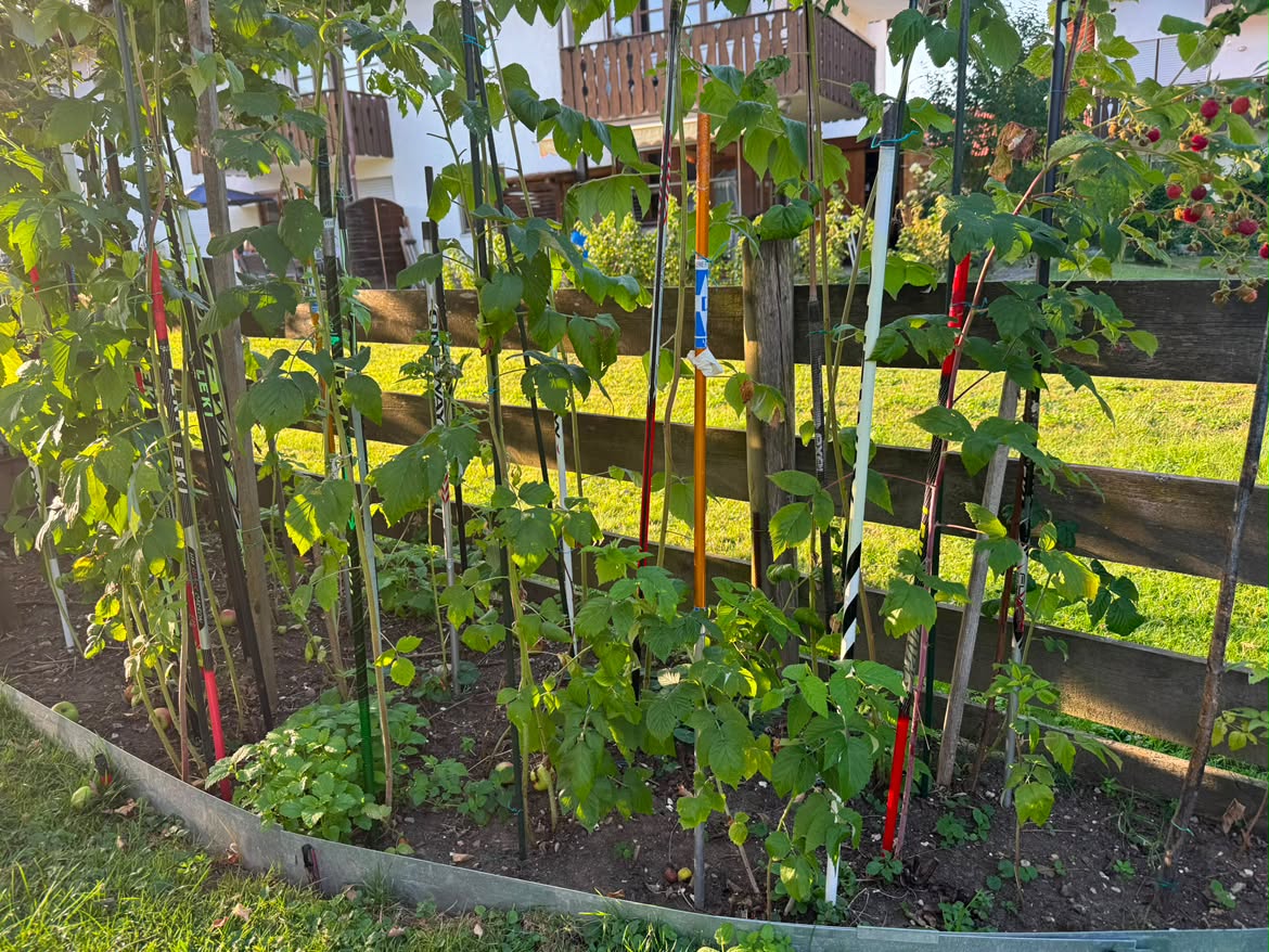 Beet mit Skistecken als Rankhilfen